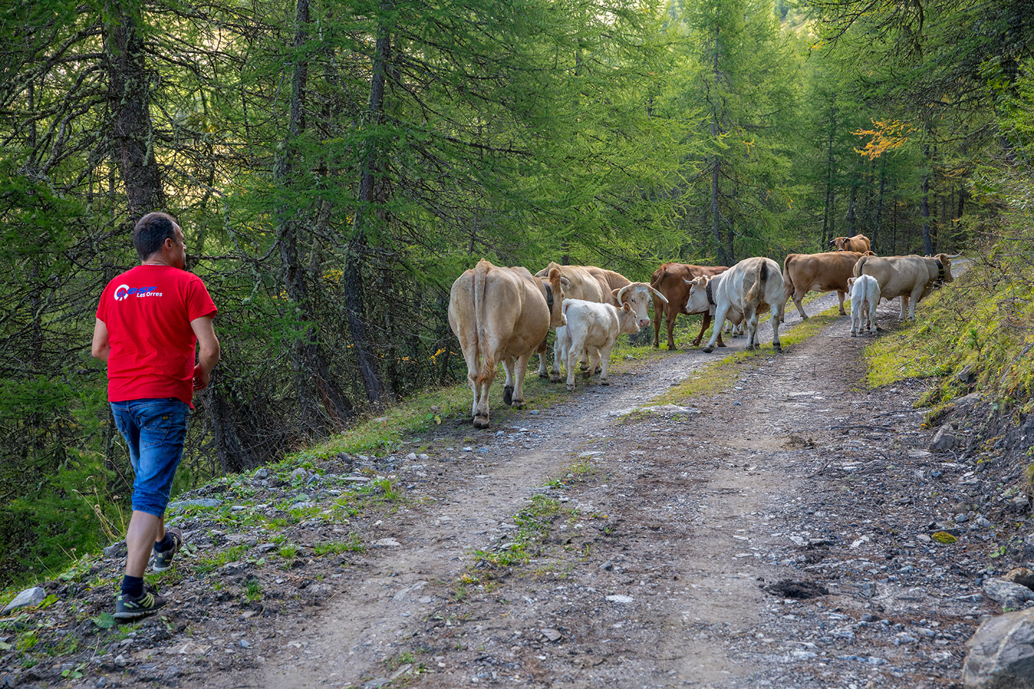 Alpage de bovins sur la commune des Orres avec Sébastien BONNAFFOUX, éleveur