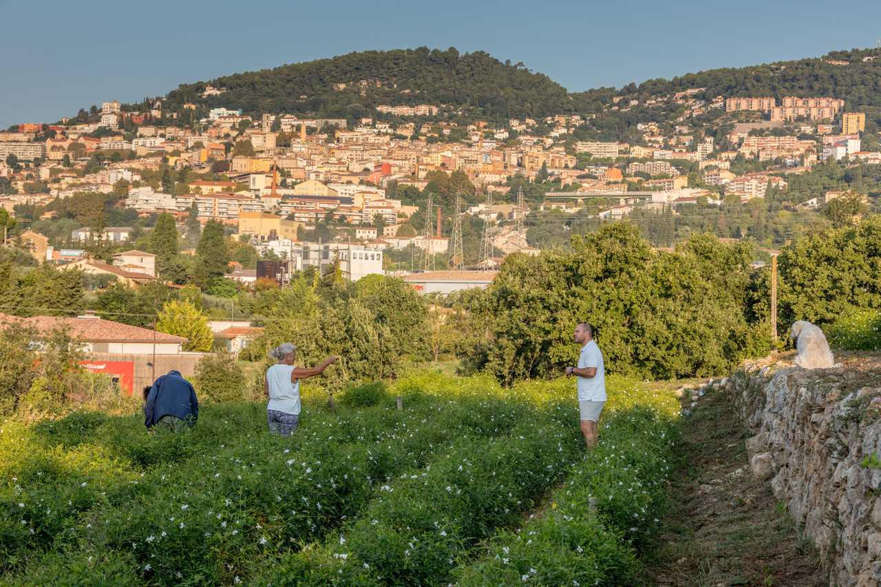 Culture de Jasmin et tubéreuse chez M GARNERONE Philippe à Grasse.