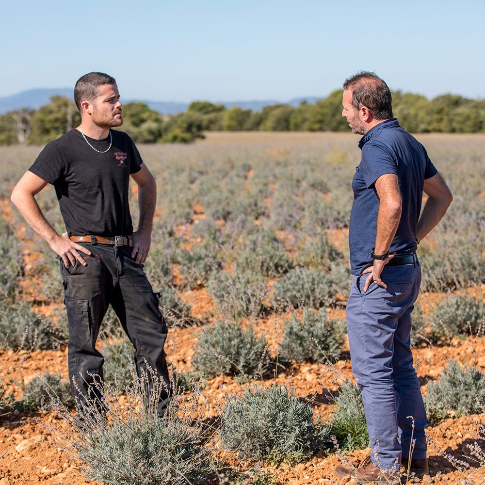 Recontre producteur de lavandin M Pierre Pellestor, M Laurent Vinciguerra directeur departemental  SAFER Alpes de Hautes Provence,