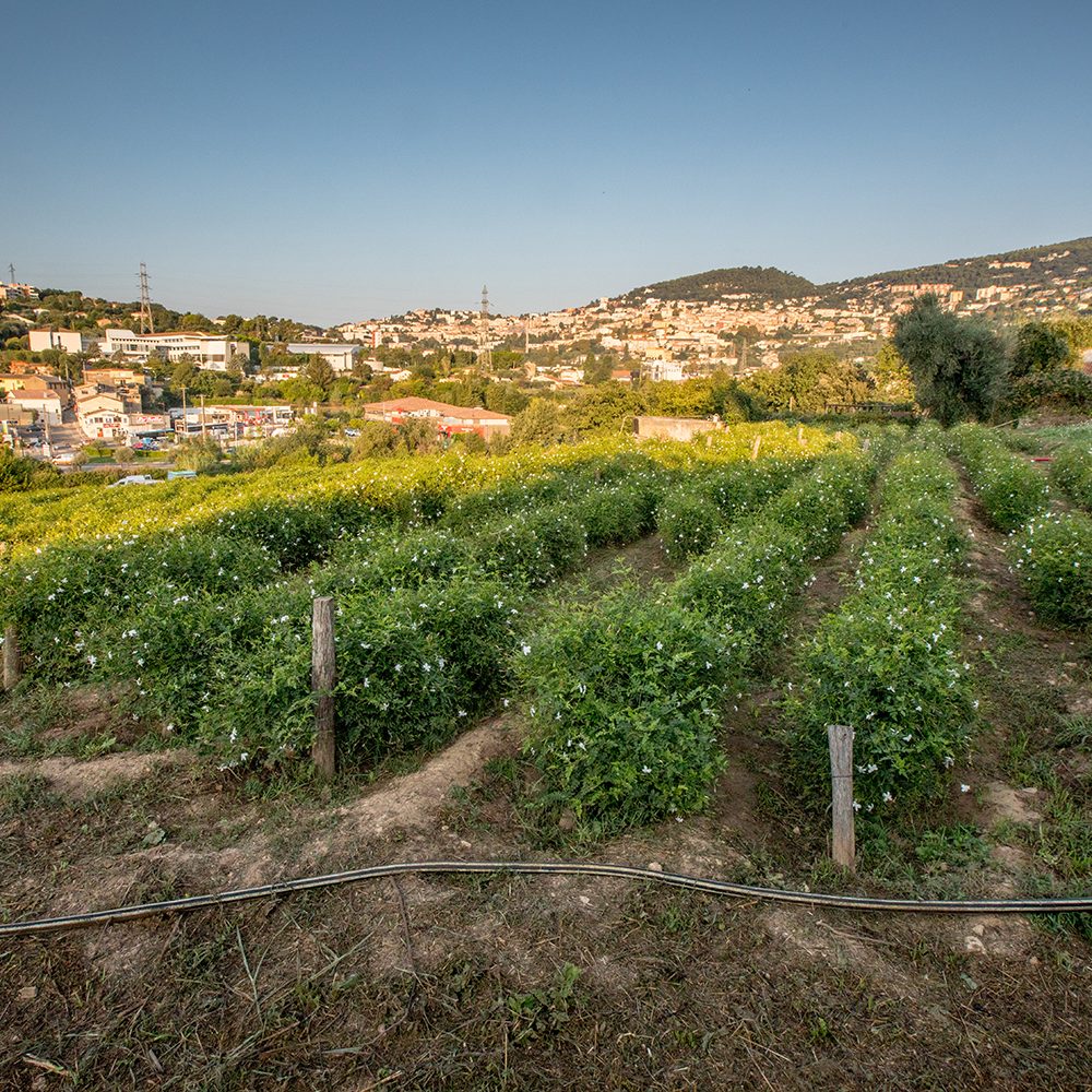 Culture de Jasmin et tubéreuse chez M GARNERONE Philippe à Grasse.