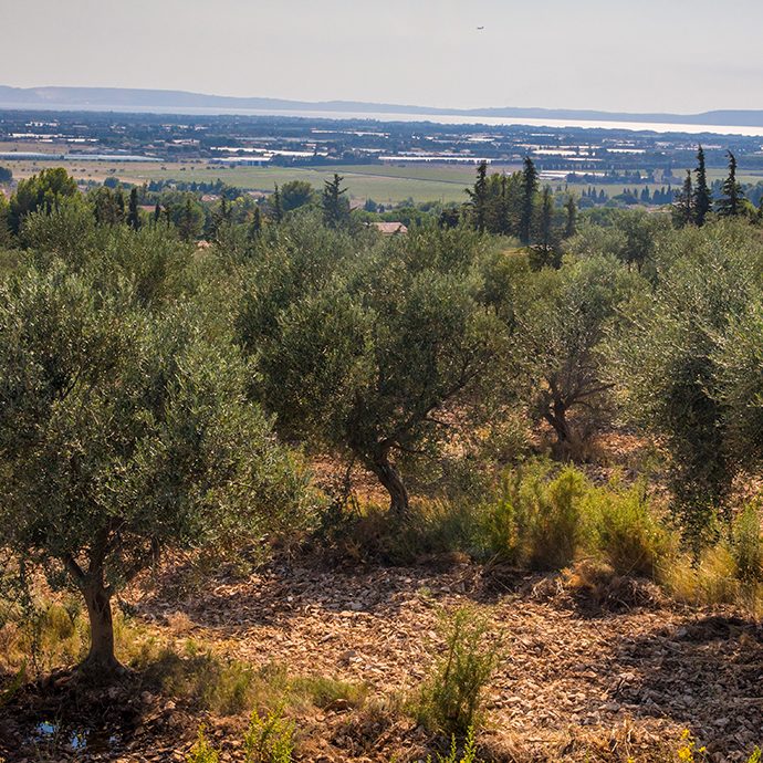 Paysage autour de La Fare-les-Oliviers